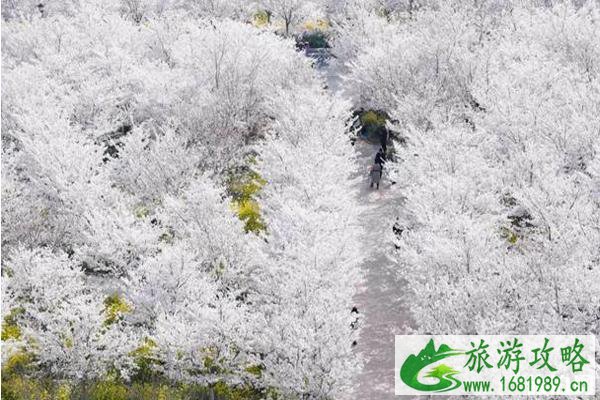 丰乐樱花园门票多少钱?附优惠政策 丰乐樱花园门票多少钱?附优惠政策