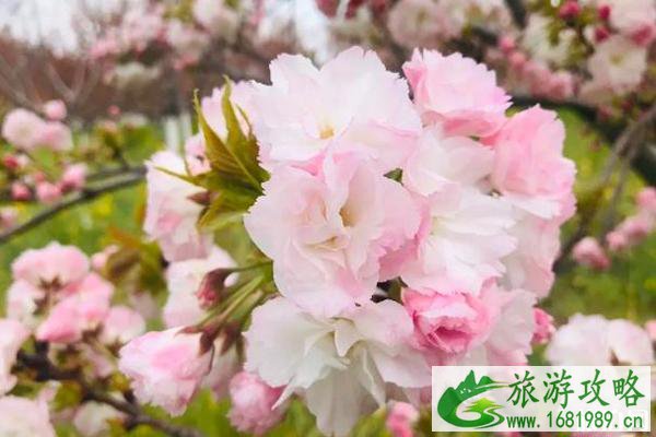 丰乐樱花园门票多少钱?附优惠政策 丰乐樱花园门票多少钱?附优惠政策