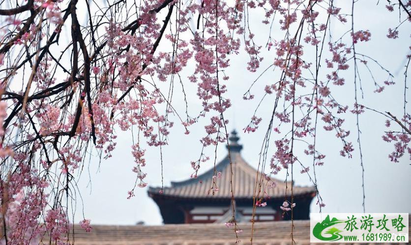 国内樱花哪里最好看 2022国内樱花观赏地点推荐 附门票及开放时间介绍 国内樱花哪里最好看 2022国内樱花观赏地点推荐 附门票及开放时间介绍