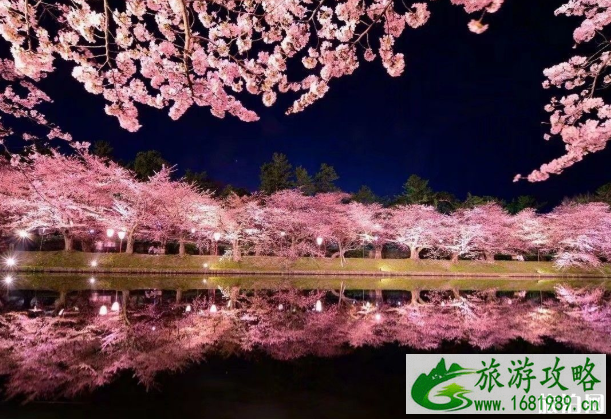 泰国清迈樱花几月开 泰国清迈赏花攻略