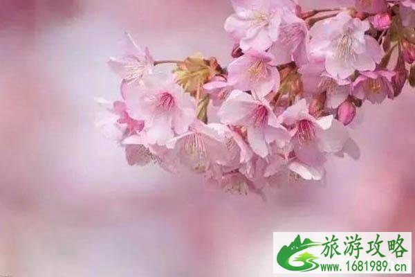 石家庄哪里樱花好看