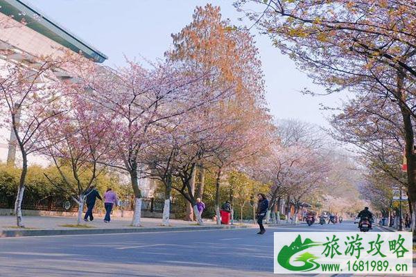 2022南京赏樱花有哪些地方 南京赏樱花的最佳时间