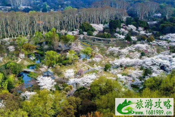 2022南京赏樱花有哪些地方 南京赏樱花的最佳时间