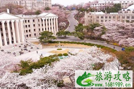 2022韩国樱花季自由行攻略