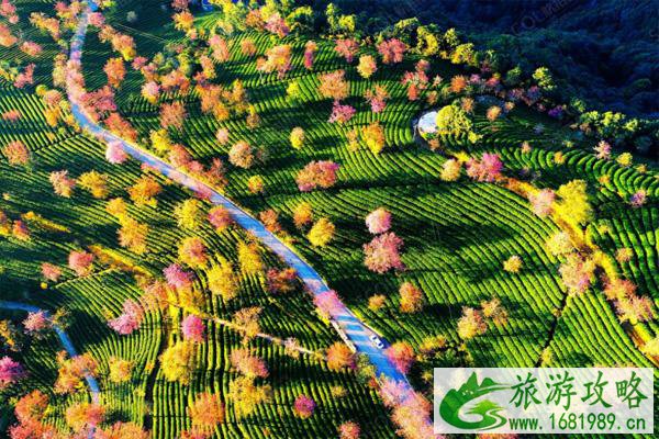 2022无量山樱花谷最佳游玩时间 无量山樱花谷樱花什么时候开