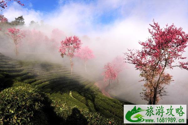2022无量山樱花谷最佳游玩时间 无量山樱花谷樱花什么时候开