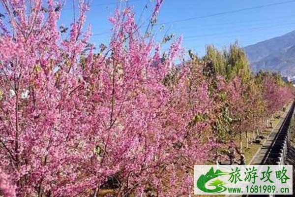 攀枝花冬樱花在哪里 攀枝花冬樱花开放时间