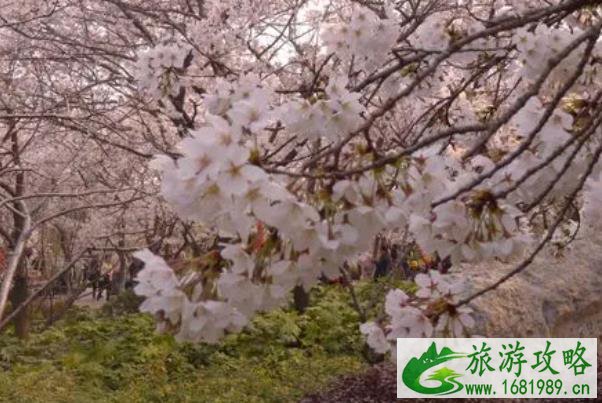 2022徐州彭祖园樱花什么时候开 2022徐州彭祖园樱花什么时候开