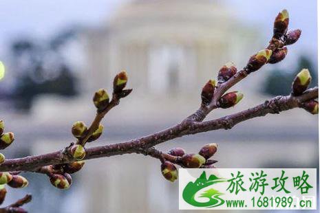 2022华盛顿樱花什么时候开 最佳观赏地推荐 2022华盛顿樱花什么时候开 最佳观赏地推荐