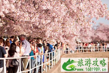 2022华盛顿樱花什么时候开 最佳观赏地推荐 2022华盛顿樱花什么时候开 最佳观赏地推荐