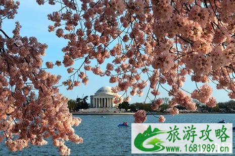 2022华盛顿樱花什么时候开 最佳观赏地推荐 2022华盛顿樱花什么时候开 最佳观赏地推荐