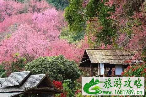 2022泰国清迈樱花冬季攻略
