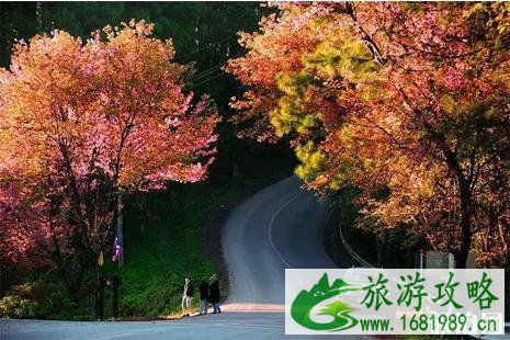 2022泰国清迈樱花冬季攻略