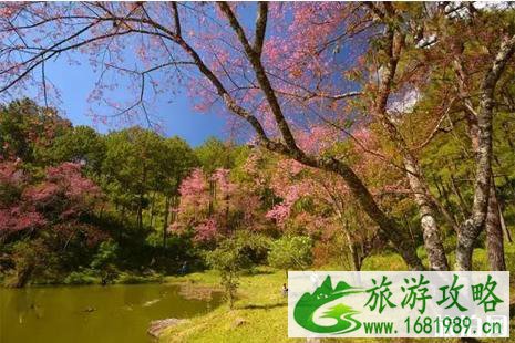 2022泰国清迈樱花冬季攻略