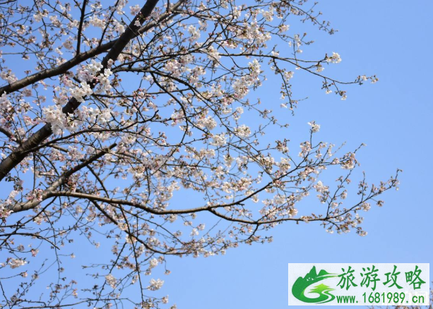 无锡鼋头渚怎么预约及花期 2022金匮公园樱花开了吗 无锡鼋头渚怎么预约及花期 2022金匮公园樱花开了吗