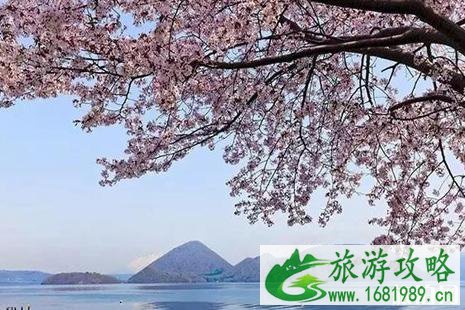 日本神奈川的樱花、富士山的樱花、日本东北地区樱花介绍