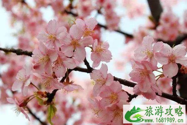 2022浏阳大围山樱花什么时候开放 最佳观赏时间