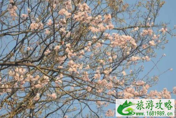 2022浏阳大围山樱花什么时候开放 最佳观赏时间