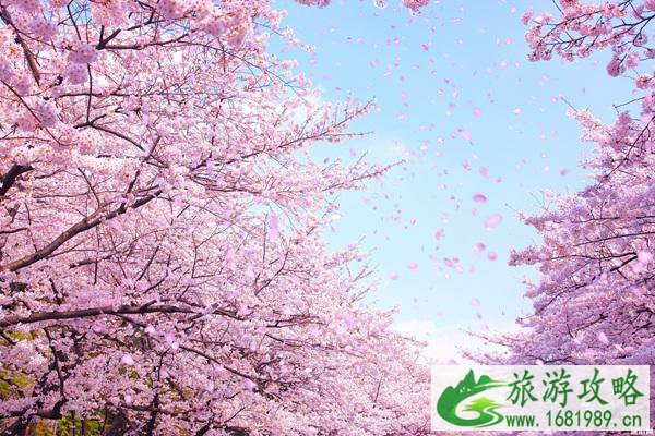 2022北海道樱花季观赏地点推荐 北海道有哪些旅游景点 2022北海道樱花季观赏地点推荐 北海道有哪些旅游景点