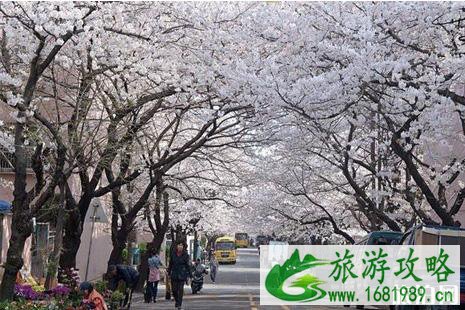 2022韩国樱花开放时间 观赏地点推荐 2022韩国樱花开放时间 观赏地点推荐