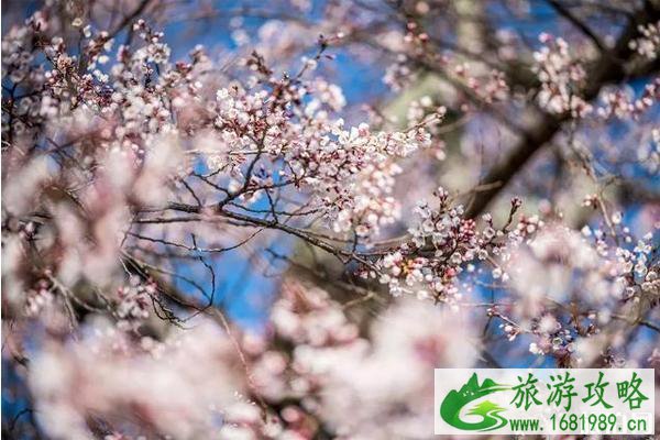 2022华盛顿樱花什么时候开和观赏地点整理