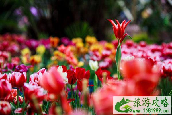 2022云台花园郁金香花展开放时间延长至3月8日