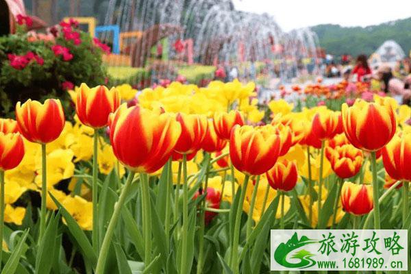 2022云台花园郁金香花展开放时间延长至3月8日