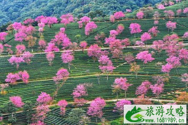 2022无量山樱花谷花期 无量山樱花谷拍摄攻略