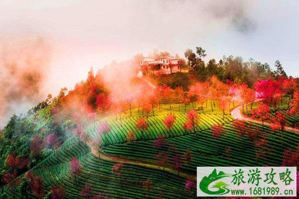 2022南涧无量山樱花谷什么时候看 2022南涧无量山樱花谷什么时候看