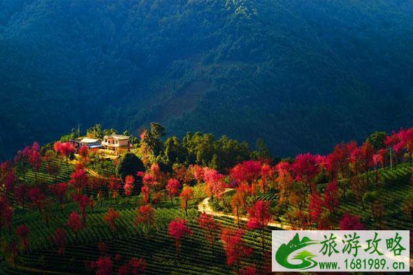 2022南涧无量山樱花谷什么时候看 2022南涧无量山樱花谷什么时候看