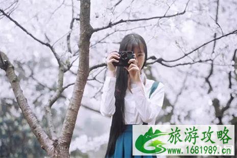 2022扬州甘泉樱花节时间及赏樱攻略