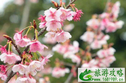 2022崂山樱花什么时候开(附最佳观赏地点) 2022崂山樱花什么时候开(附最佳观赏地点)