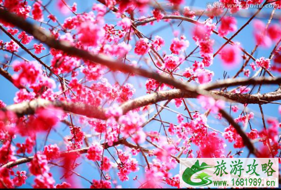 2022崂山樱花什么时候开(附最佳观赏地点) 2022崂山樱花什么时候开(附最佳观赏地点)