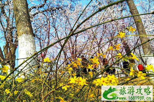 天津桃花堤赏花时间2022 附天津赏花时间表