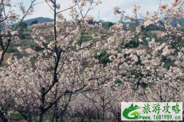 2022璧山云雾山樱桃花什么时候开