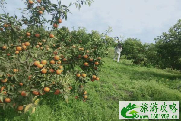 2022璧山云雾山樱桃花什么时候开