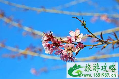 西昌樱花谷在哪里 西昌樱花谷樱花盛开了吗 西昌樱花谷在哪里 西昌樱花谷樱花盛开了吗