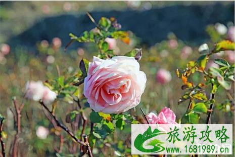 西昌樱花谷在哪里 西昌樱花谷樱花盛开了吗 西昌樱花谷在哪里 西昌樱花谷樱花盛开了吗