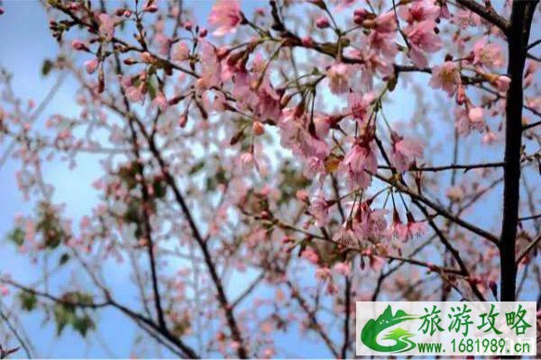 江门圭峰山门票及观光车价格介绍 附赏樱花攻略