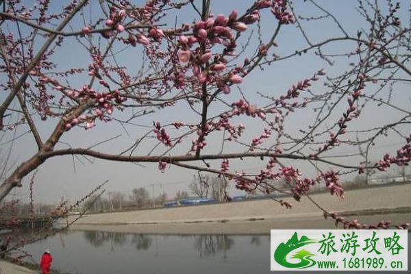 天津春季赏花去哪里 天津春季赏花去哪里