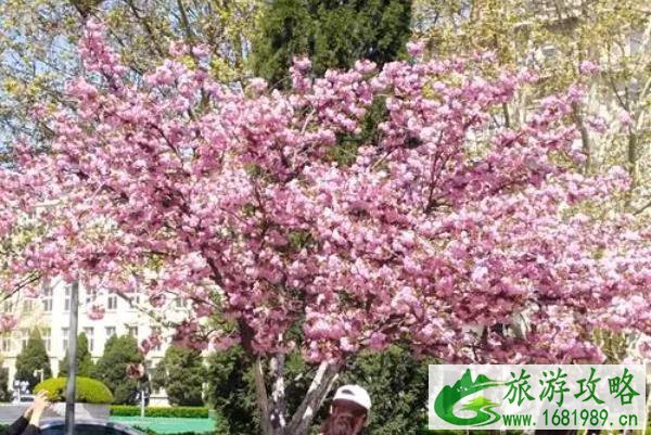 天津春季赏花去哪里 天津春季赏花去哪里