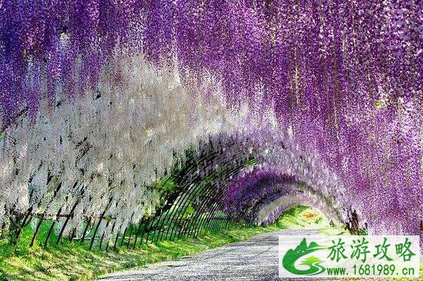 天津春季赏花去哪里 天津春季赏花去哪里