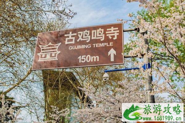2022鸡鸣寺樱花开放时间是几月份 2022鸡鸣寺樱花开放时间是几月份