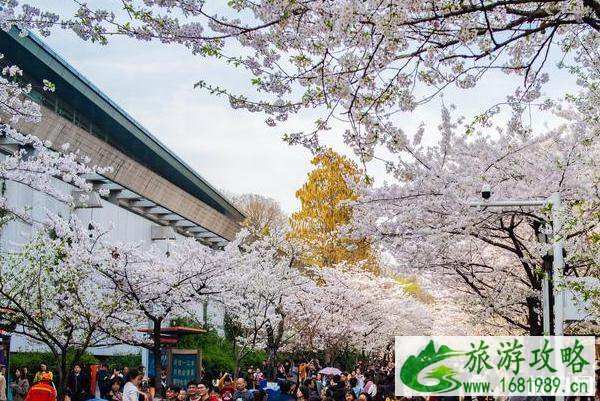 2022鸡鸣寺樱花开放时间是几月份 2022鸡鸣寺樱花开放时间是几月份