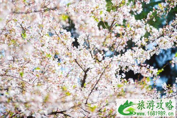 2022鸡鸣寺樱花开放时间是几月份 2022鸡鸣寺樱花开放时间是几月份