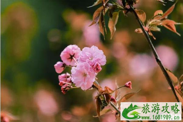 2022年崇州三郎镇樱花几月开 崇州三郎镇樱花基地在哪里