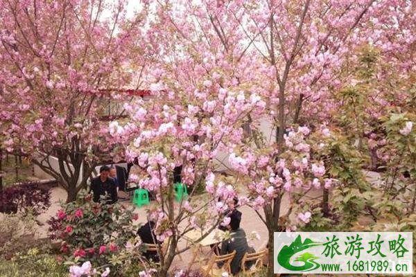 2022年崇州三郎镇樱花几月开 崇州三郎镇樱花基地在哪里