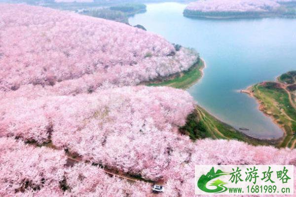全国樱花观赏地排名 每一个都不容错过