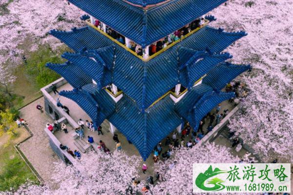 全国樱花观赏地排名 每一个都不容错过