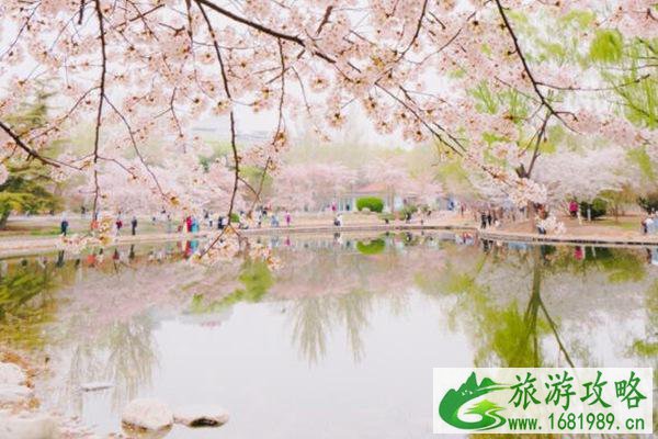 全国樱花观赏地排名 每一个都不容错过